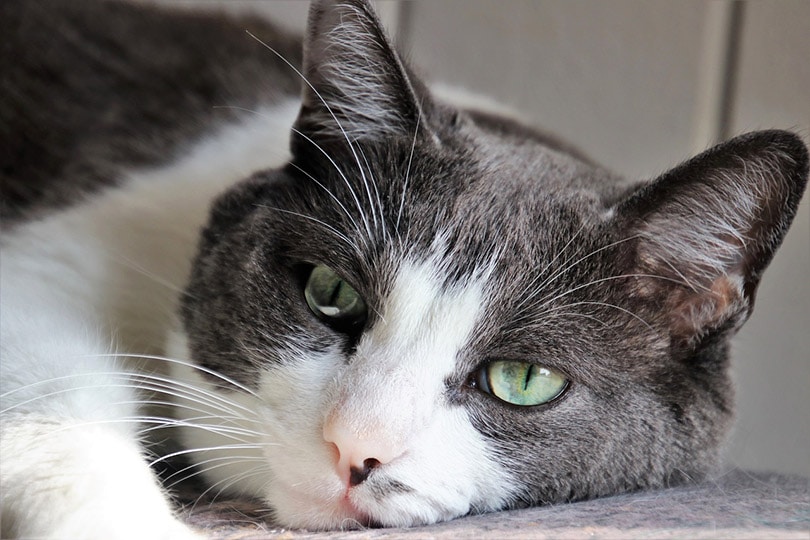 Read more about the article Насколько высока нормальная частота сердечных сокращений у кошек?  (Ответ ветеринара)
