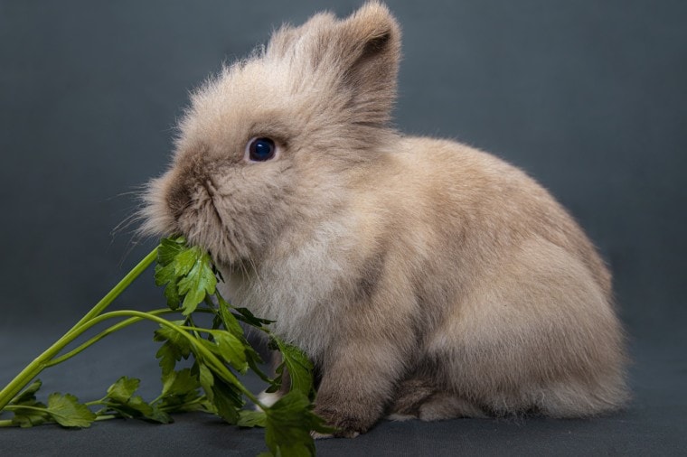 кролик ест овощи