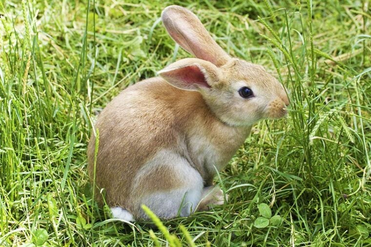 кролик ест траву