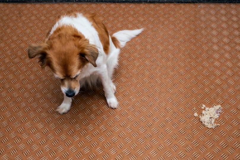 You are currently viewing Могут ли собаки восстановиться после отравления?  То, что вы должны знать