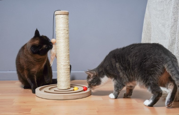 два кота дома играют с игрушкой