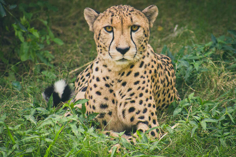 Гепард лежит на зеленой траве