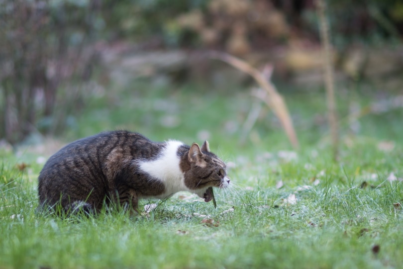 кошачья рвота в траве