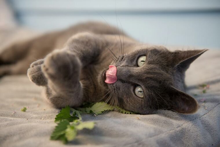 серый кот наслаждается свежей кошачьей мятой