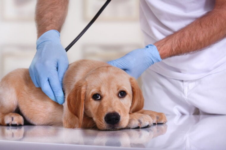больную собаку осматривает ветеринар