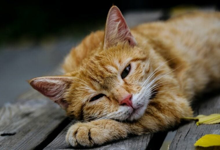 крупный план больной оранжевой кошки, лежащей на деревянных досках