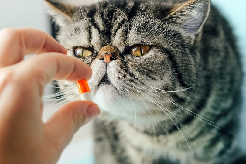 Ветеринар дает кошке таблетку