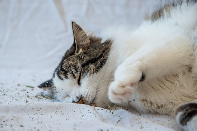 Красивая кошка с ярко-оранжевыми глазами катится, смотрит, играет с кошачьей мятой на белом фоне