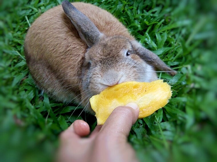 Порода кроликов Голландский лопс.  Коричневый кролик ест манго в саду дома