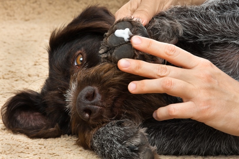You are currently viewing Можно ли мазать собаку мазью с антибиотиком?  Что тебе нужно знать!