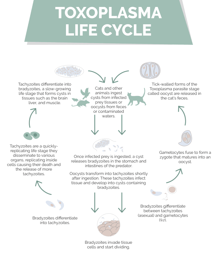Жизненный цикл токсоплазмы