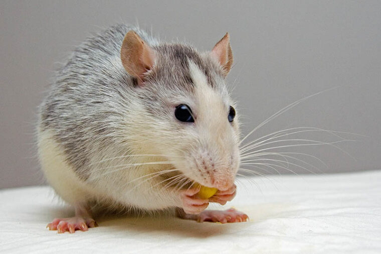 домашняя крыса ест