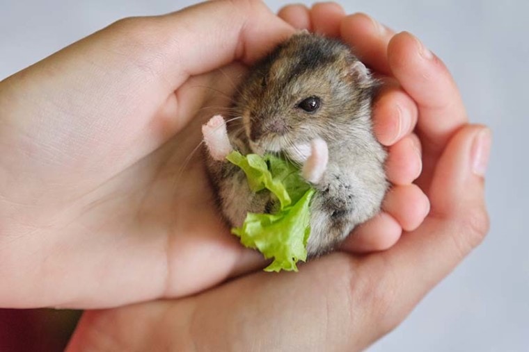 мыши едят салат