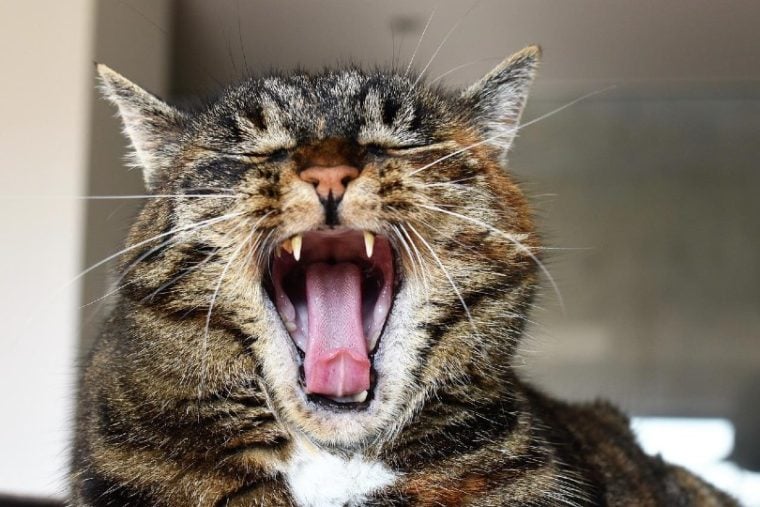 полосатый кот открывает рот