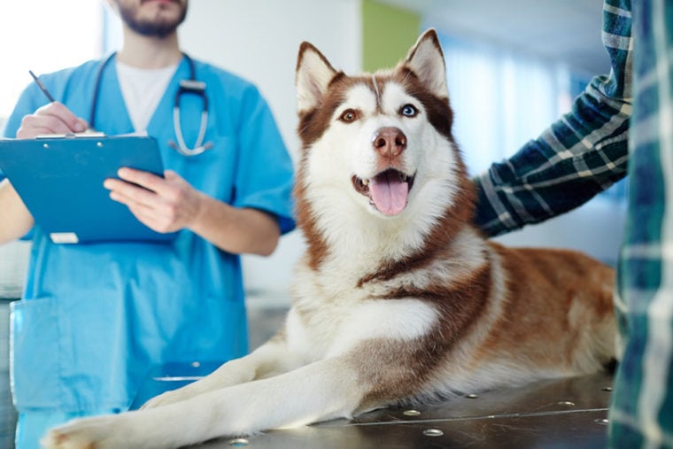 Собака хаски лежит на ветеринарном столе с врачом и владельцем рядом