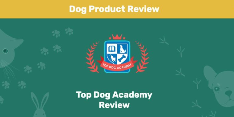 Обзор Top Dog Academy