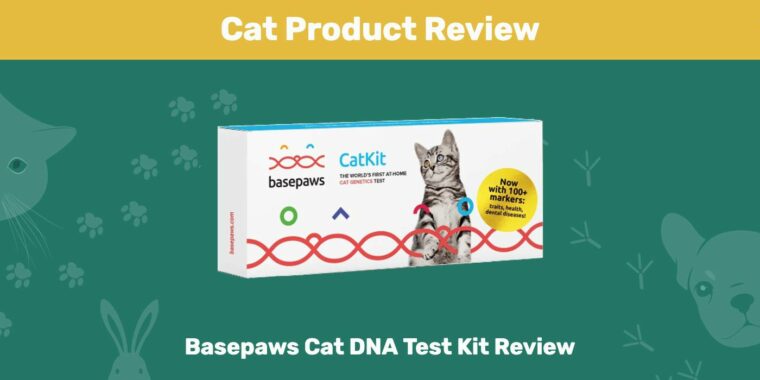 Обзор набора для тестирования ДНК Basepaws Cat