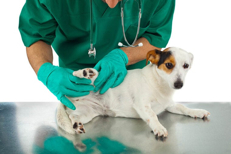 Ветеринар осматривает бедра собаки