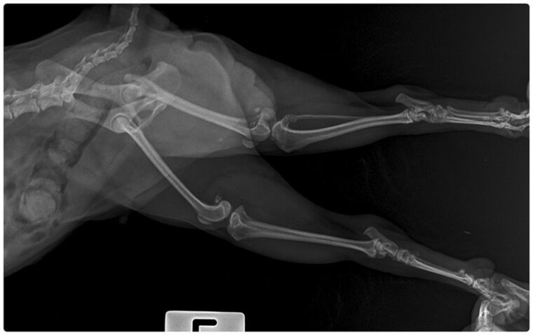 Рентген вывиха надколенника собаки