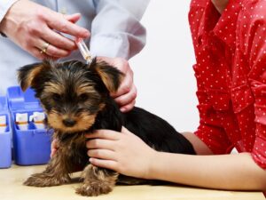 Read more about the article Делает ли PetSmart вакцины?  Что тебе нужно знать!