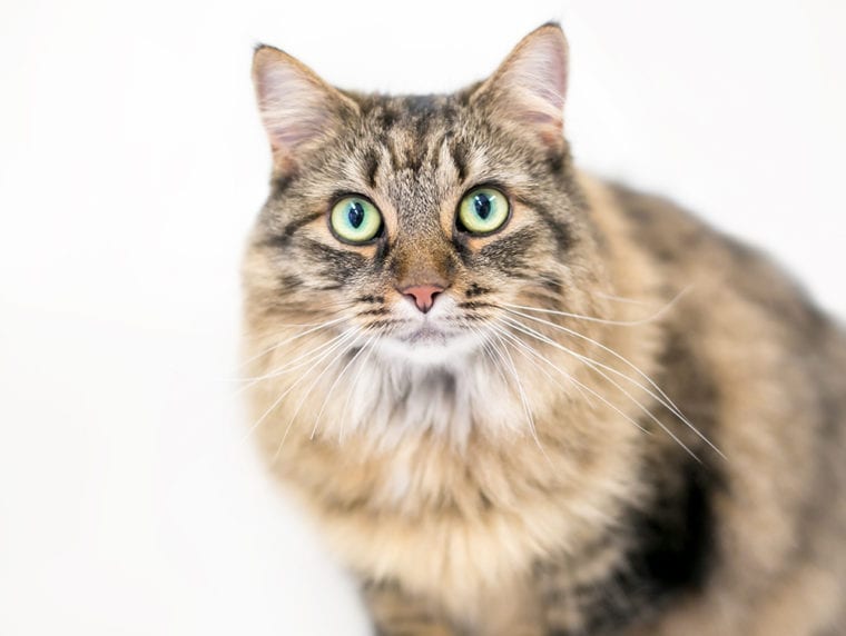 Домашняя кошка со средней шерстью_Mary Swift_Shutterstock