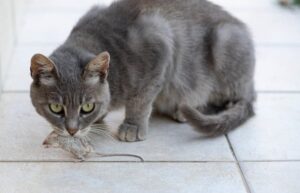 Read more about the article Моя кошка съела отравленную мышь, что мне делать?  Факты и советы по борьбе с вредителями