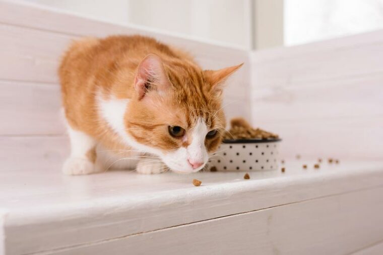 кошка ест сухой корм на полу