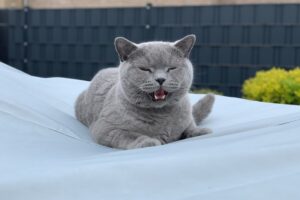 Read more about the article Почему моя кошка не перестает чихать?  Что тебе нужно знать!
