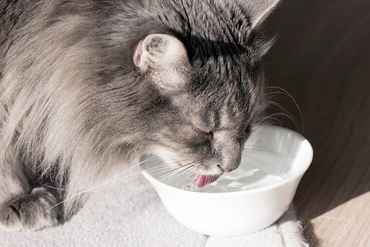 кот пьет пресную воду из миски