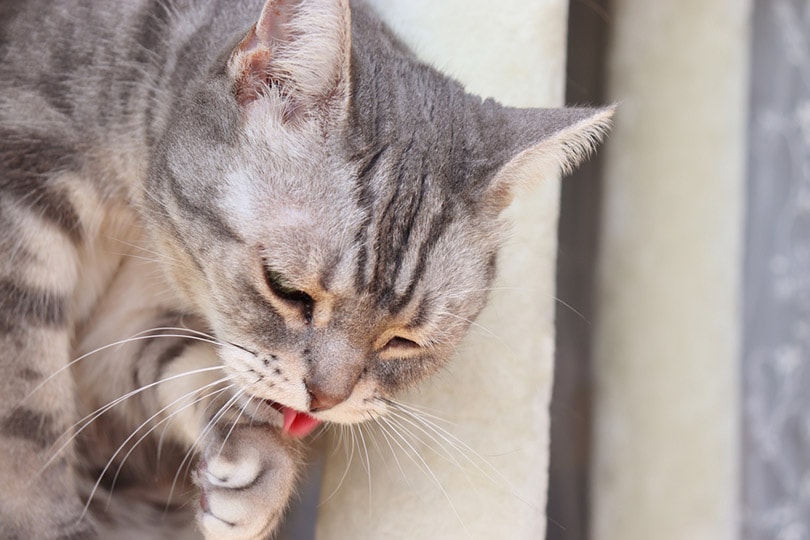 кошка, которая чувствует себя больной и, кажется, рвет