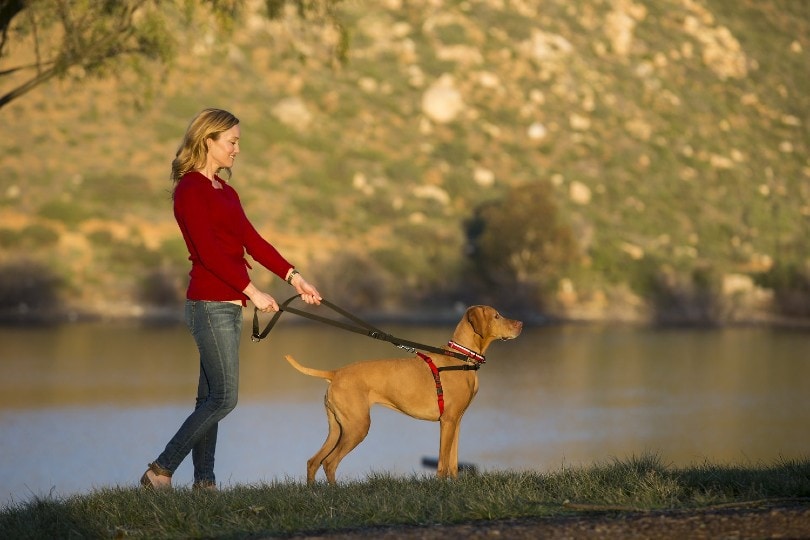 Хозяйка собаки выводит своего питомца на поводке на прогулку в парк