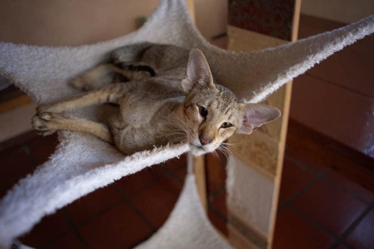 Ориентальная короткошерстная кошка в кровати с балдахином