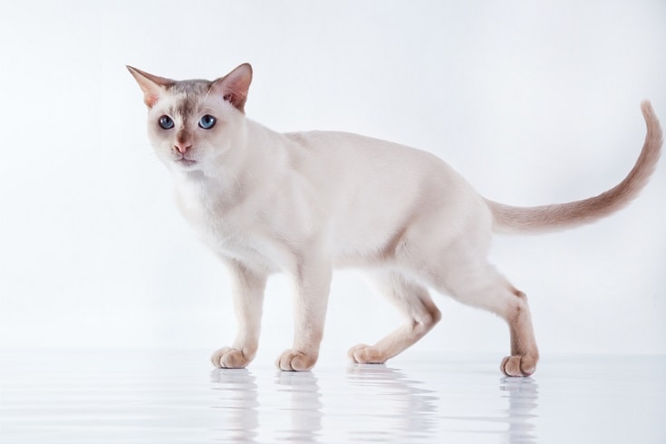 You are currently viewing Проблемы со здоровьем тонкинской кошки: 7 распространенных опасений