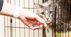 Read more about the article Сколько времени занимает усыновление кошек?  Что тебе нужно знать!
