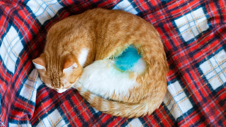 стерилизованный кот спит