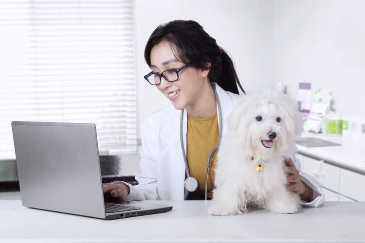 женский ветеринар на компьютере с белой собакой