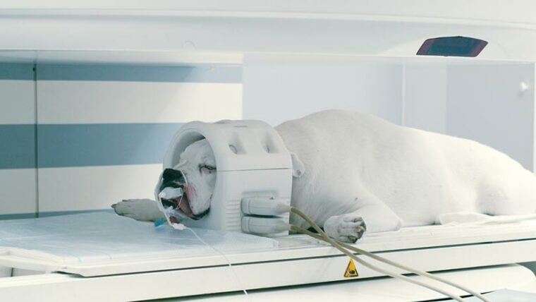 сканирование головы собаки на аппарате магнитно-резонансной томографии (МРТ)