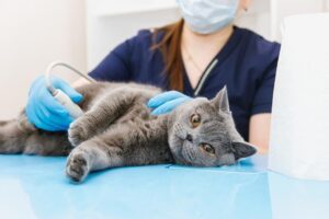 Read more about the article Панкреатит у кошек: Наш ветеринар объясняет причины, признаки и уход