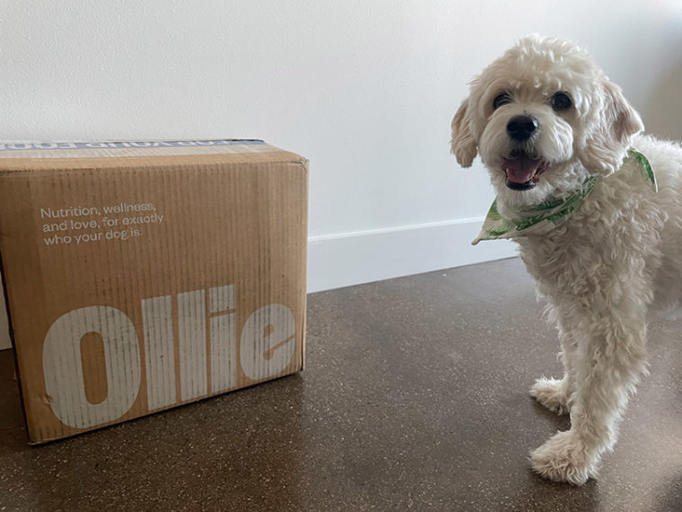 белая очаровательная собака, стоящая рядом с коробкой Олли