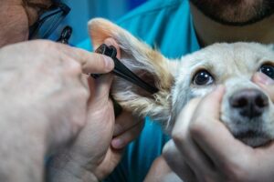 Read more about the article Сколько стоит лекарство от ушной инфекции у собак?  (обновление 2022 г.)