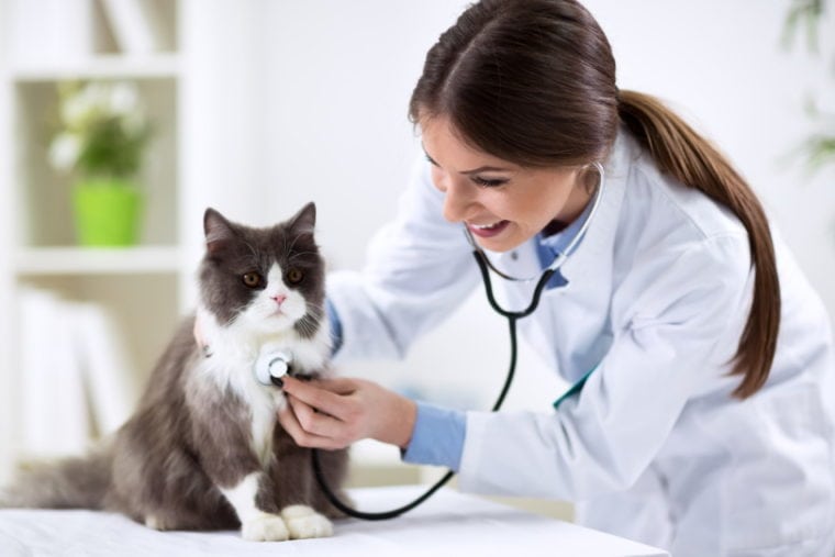 Персидская кошка проверена ветеринаром.