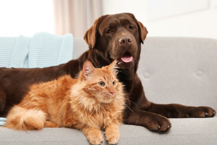 кошка и собака лежат на диване