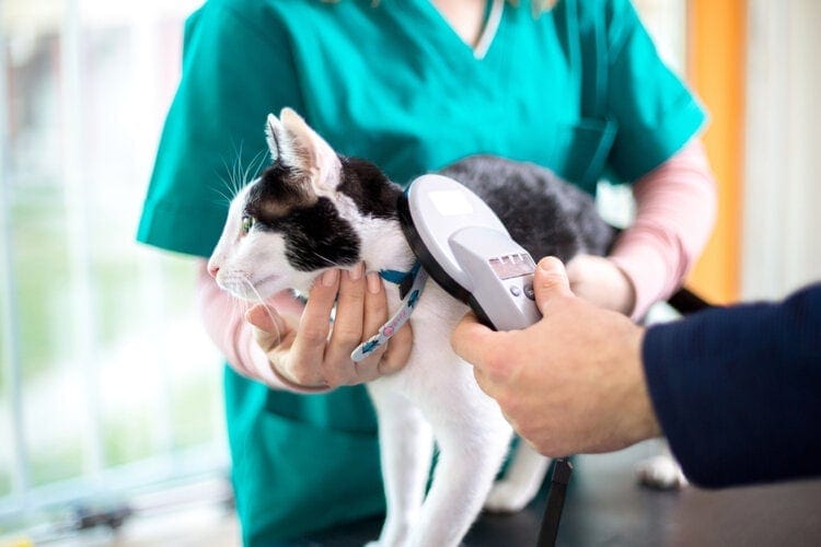 Кошачий микрочип сканируют в ветеринарной клинике