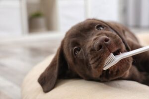 Read more about the article Сколько стоит чистка зубов собак в Канаде?  (обновление 2022 г.)