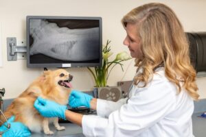 Read more about the article Покрывает ли страхование домашних животных рентгеновские снимки, МРТ и другие методы визуализации?
