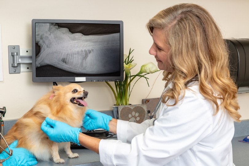 ветеринар осматривает рентген собаки