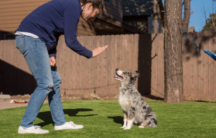 Молодая женщина учит щенка австралийской овчарки оставаться на месте