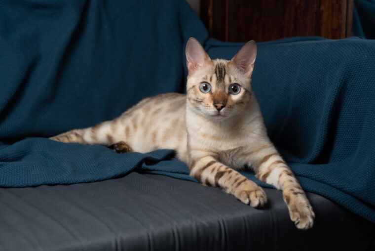 снежный бенгальский кот на диване