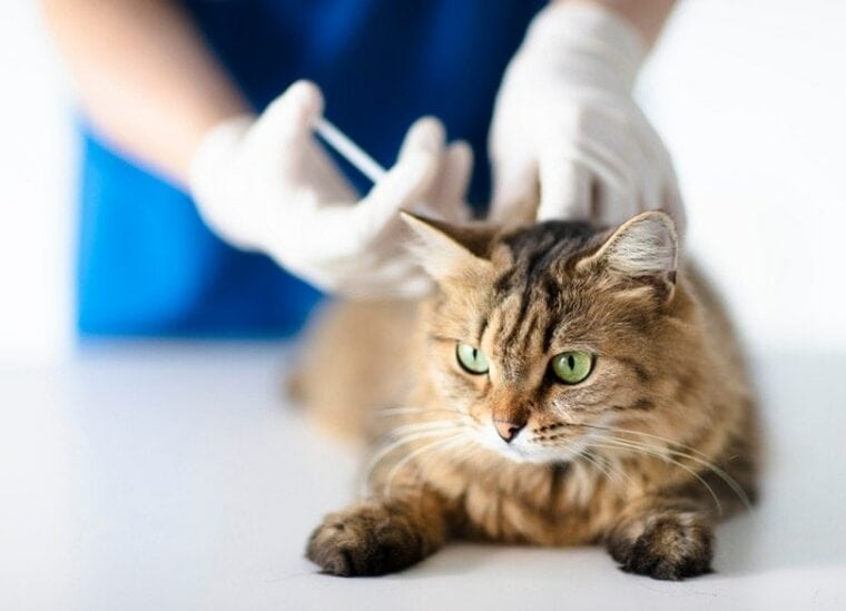Ветеринар в ветеринарной клинике делает укол кошке