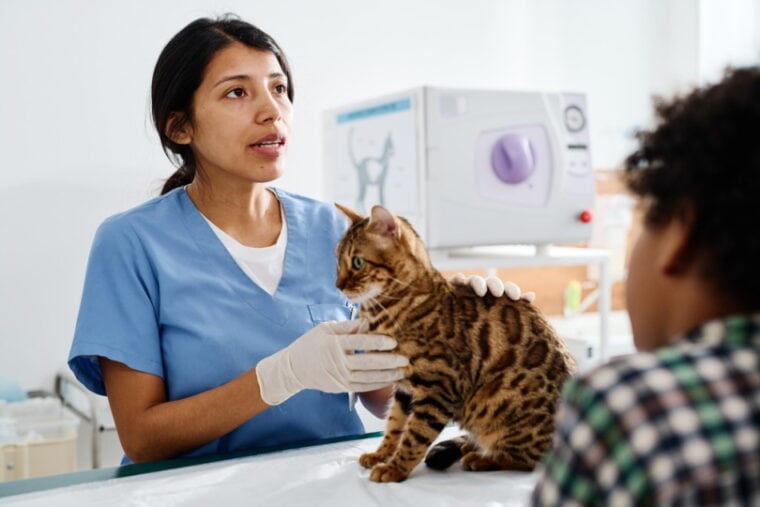 ветеринар осматривает бенгальскую кошку
